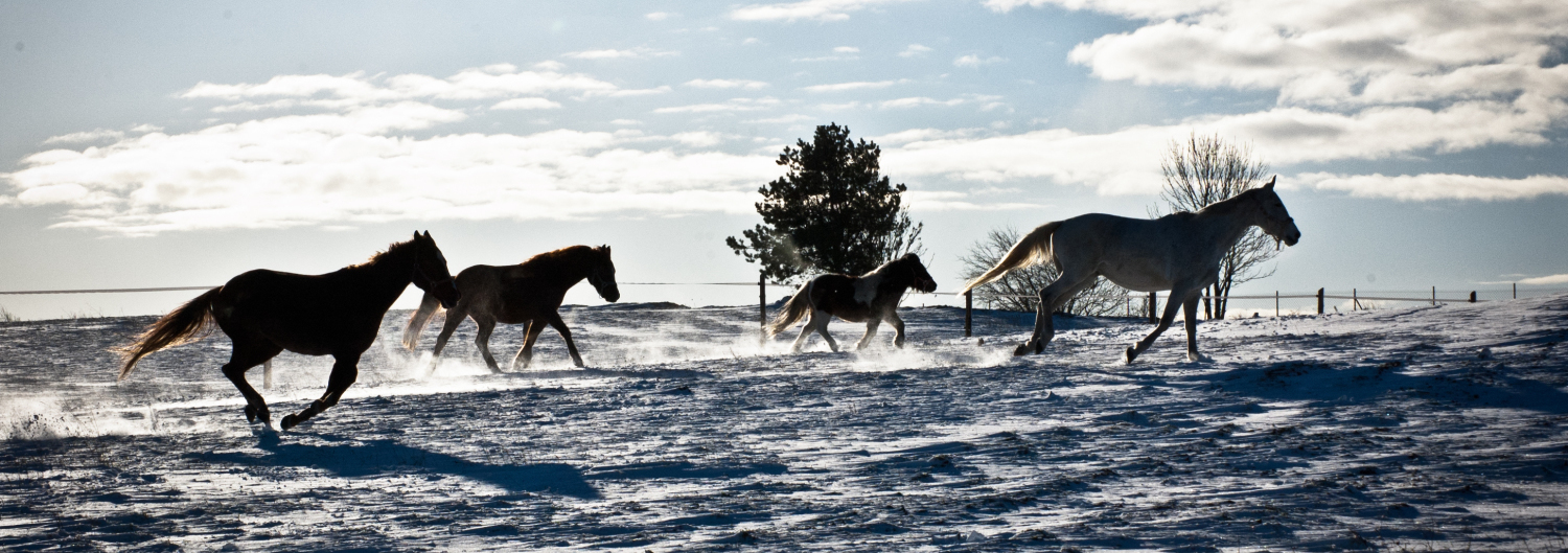 AGROTURYSTYKA z podlaskim klimatem, PENSJONAT DLA KONI - najlepsze warunki dla konia i jeźdzca, MINIFARMA